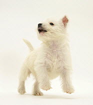 West Highland White Terrier puppy bouncing.