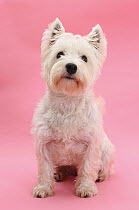 West Highland White Terrier sitting against a pink background.