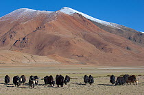 Herd of Domestic Yaks (Bos grunniens) near Tso Kar lake, Ladakh, India, June 2010