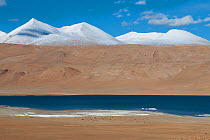 Tso Kiagar lake and snow capped mountains, Ladakh, India, June 2010