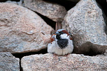 House Sparrow (Passer domesticus) male perched in stone wall, Thikse Gompa, Ladakh, India, June