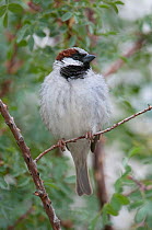 House Sparrow (Passer domesticus) male perched on branch, Thikse Gompa, Ladakh, India, June