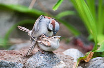 Pair of House Sparrows (Passer domesticus) mating, Ladakh, India, June