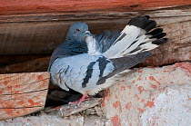 Hill Pigeon (Columba rupestris) preening feathers, sitting in hole in wall, Tsomoriri lake, Ladakh, India, June