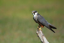 Eurasian Hobby (Falco subbuteo) perched on post, Shey, Ladakh, India, June