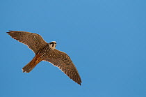 Eurasian Hobby (Falco subbuteo) in flight against blue sky, Shey, Ladakh, India, June