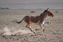 Tibetan Wild Ass (Equus kiang) galloping in desert, Tso Kar lake, Ladakh, India