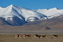 Herd of Tibetan Wild Ass (Equus kiang) with view of snow capped mountains behind, Tso Kar lake, Ladakh, India, June 2010
