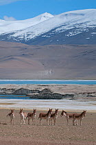 Herd of Tibetan Wild Ass (Equus kiang) with view of snow capped mountains behind, Tso Kar lake, Ladakh, India, June 2010