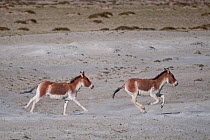 Two Tibetan Wild Ass (Equus kiang) running, Tso Kar lake, Ladakh, India, June 2010
