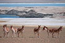 Herd of Tibetan Wild Ass (Equus kiang) Tso Kar lake, Ladakh, India, June 2010