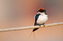 Wire-tailed Swallow (Hirundo smithii) perched on rope, Madhya Pradesh, India, March