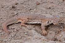 Spiny-tailed Lizard (Uromastyx hardwickii) camouflaged in mud, Rajasthan, India, March