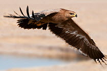Steppe Eagle (Aquila nipalensis) in flight  over edge of lake, Rajasthan, India