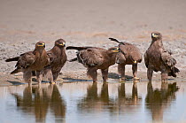 Small flock of Steppe Eagles (Aquila nipalensis), drinking at edge of lake, Rajasthan, India