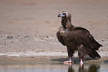 Cinereous / European Black Vulture (Aegypius monachus) standing at edge of lake, Rajasthan, India