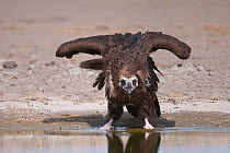 Cinereous / European Black Vulture (Aegypius monachus) drinking at edge of lake, Rajasthan, India