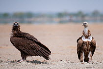 Cinereous Vulture / European vulture (Aegypius monachus) and  Himalayan Griffon (Gyps himalayensis) Rajasthan, India