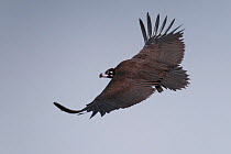Cinereous Vulture / European Vulture (Aegypius monachus) in flight, Rajasthan, India
