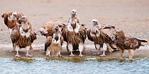 Mixed group of Steppe Eagle (Aquila nipalensis) Eurasian Griffon (Gyps fulvus) Himalayan Griffon (Gyps himalayensis) and Long-billed Vulture (Gyps indicus) gathered at edge of lake to drink and bathe,...