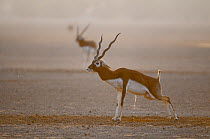 Blackbuck (Antilope cervicapra) male urinating on dung pile, Rajasthan, India