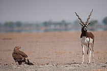 Blackbuck (Antilope cervicapra) and Steppe Eagle (Aquila nipalensis) Rajasthan, India