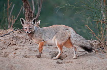 Indian / Bengal Fox (Vulpes bengalensis) portrait standing in sand,  Rajasthan, India