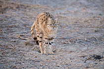 Desert / Asiatic Wild Cat (Felis silvestris ornata) portrait standing, stretching  with back arched, Rajasthan, India