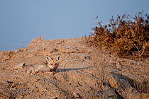 Desert / Whitefooted Fox (Vulpes vulpes pusilla) lying on sand dune, Rajasthan, India