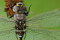 Common Hawker (Aeshna juncea) close up of eyes and wings, Wuustwezel, Belgium