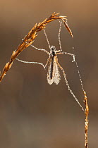 Daddy long-legs (Tipula species) covered in dew, Brasschaat, Belgium, April