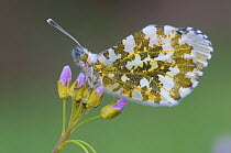 Orange Tip Butterfly (Anthocharis cardamines) on Cuckoo-flower (Cardamine pratensis) Wuustwezel, Belgium, April