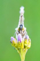 Orange Tip (Anthocharis cardamines) at rest on Cuckoo-flower (Cardamine pratensis) Wuustwezel, Belgium, April