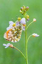 Orange Tip Butterfly (Anthocharis cardamines) at rest on Cuckoo-flower (Cardamine pratensis) Wuustwezel, Belgium, April
