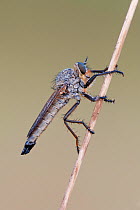 Robber fly (Asilidae) portrait on grass stem, Brasschaat, Belgium, July