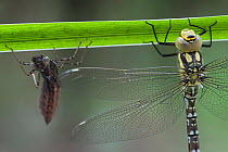 Southern Hawker Dragonfly (Aeshna cyanea) newly emerged from exuvia (behind) Brasschaat, Belgium