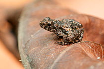 Puddle frog (Phrynobatrachus ungujae) Jozani Chwaka Bay NP, Zanzibar, Tanzania