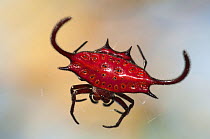 Spiny Orbwever Spider (Gastheracantha cancriformis) on web, Jozani Chwaka Bay NP, Zanzibar, Tanzania