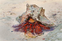 Red Hermit Crab (Dardanus megistos) with shell, in shallow water, Kizimkazi, Zanzibar, Tanzania