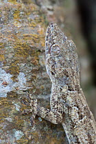 Tree Gecko (Hemidactylus platycephalus) camouflaged on tree trunk, Jozani Chwaka Bay NP, Zanzibar, Tanzania