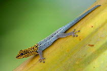 Yellow-headed Dwarf Gecko (Lygodactylus luteo picturatus) portrait on leaf, Kizimkazi, Zanzibar, Tanzania