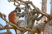 Zanzibar Red Colobus (Procolobus kirkii) two adults sitting and groming a young baby, Jozani Chwaka Bay NP, Zanzibar, Tanzania