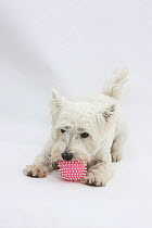 West Highland White Terrier playing with toy.