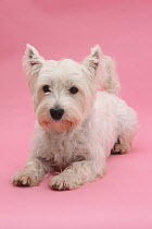 West Highland White Terrier lying against a pink background.