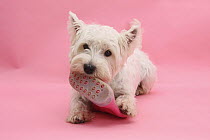 West Highland White Terrier biting a pink boot against a pink background.