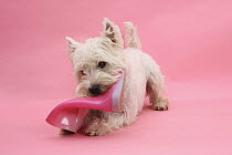 West Highland White Terrier biting a pink boot against a pink background.