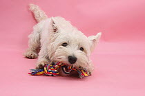 West Highland White Terrier biting toy against a pink background.