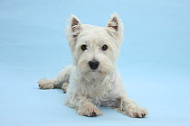 West Highland White Terrier against a blue background.