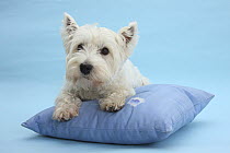 West Highland White Terrier on a cushion against a blue background.