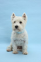 West Highland White Terrier against a blue background.